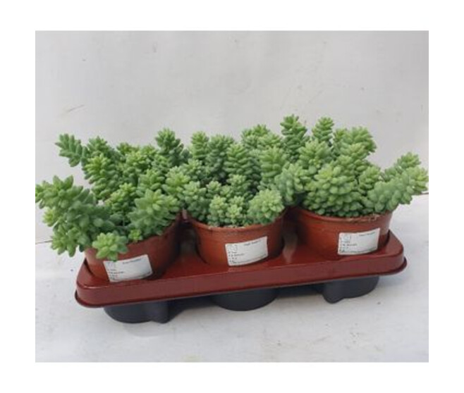 SEDUM BURITTO