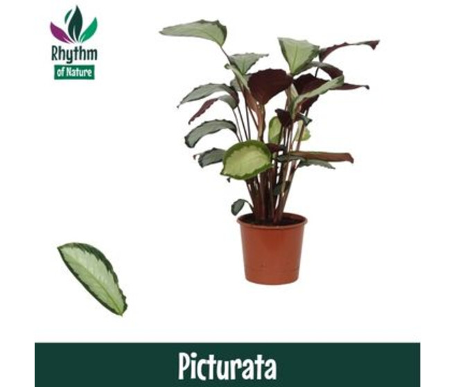 CALATHEA ARGENTEA