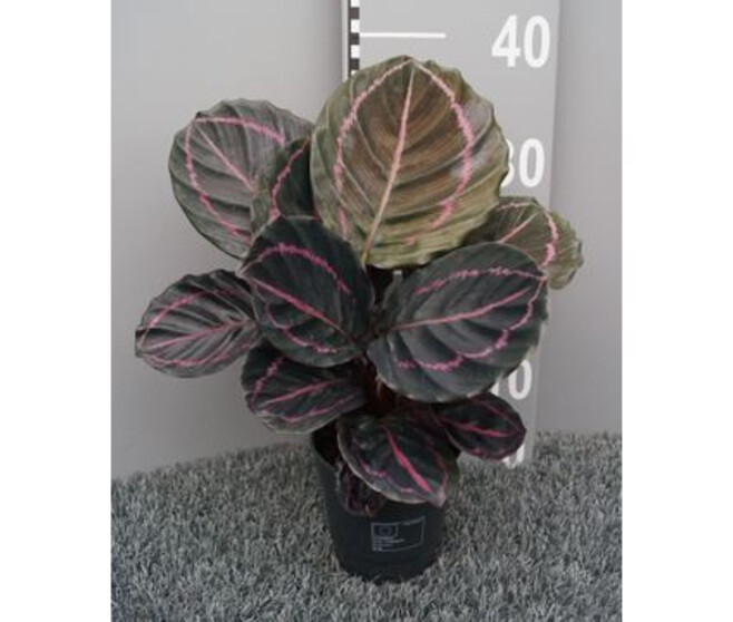 CALATHEA DOTTIE