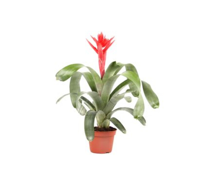 BILBERGIA MOHICAN ROUGE