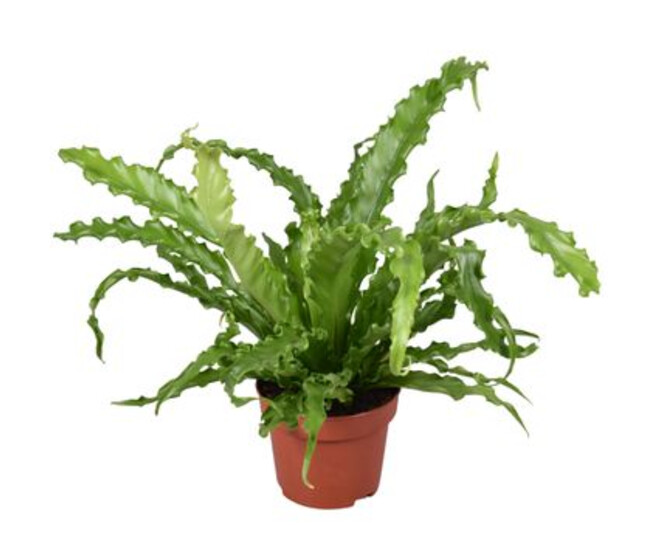 ASPLENIUM OSAKA