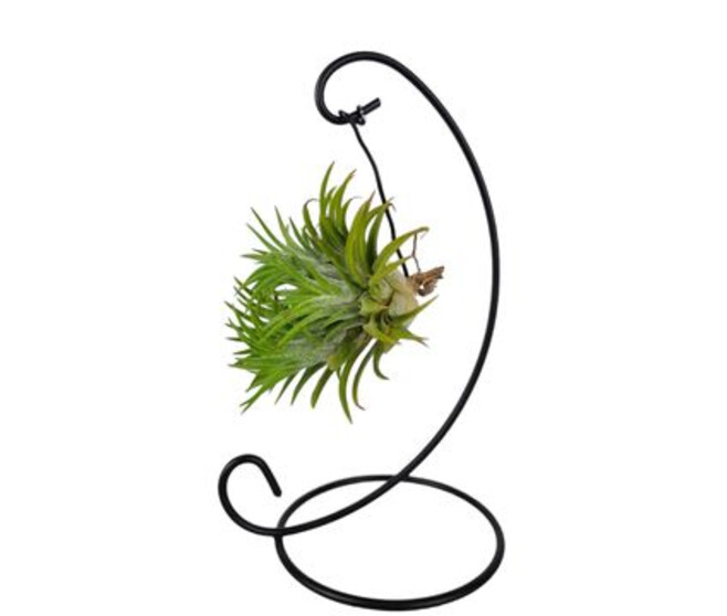 TILLANDSIA METAL SUSP