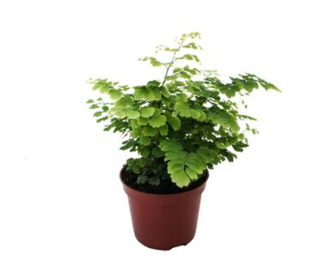 ADIANTUM FRITZ LUTHI