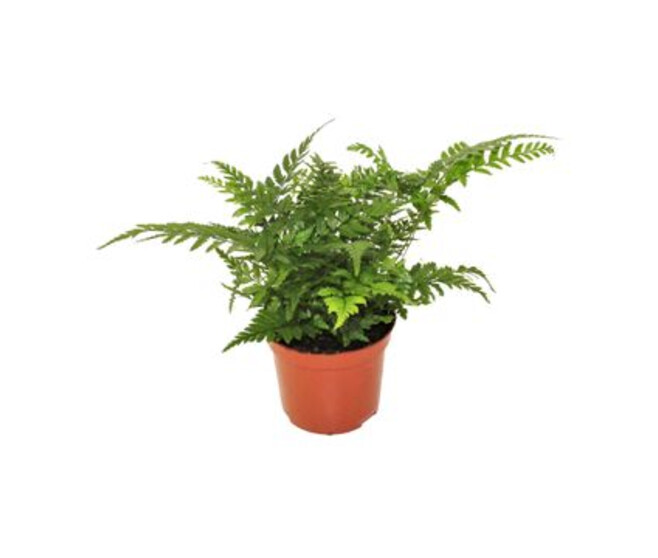 ATHYRIUM SPICATUM