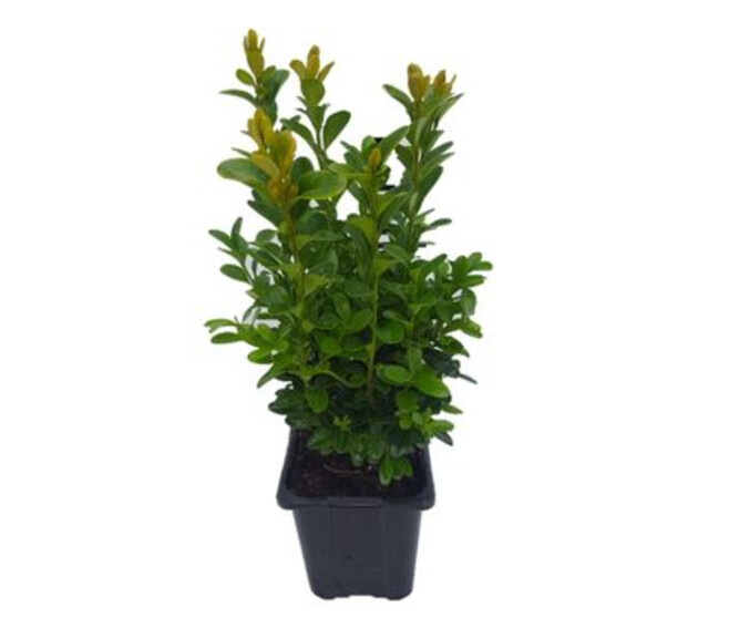 BUXUS SEMPERVIRENS