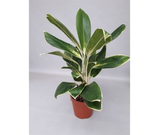 AGLAONEMA WHITE LIME