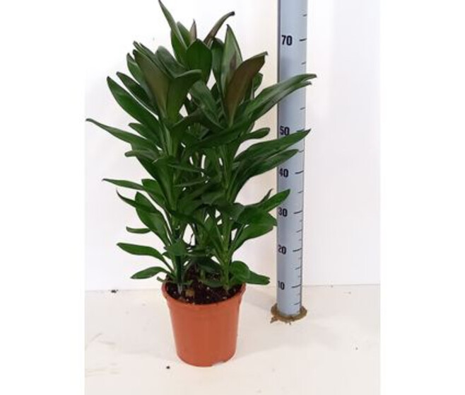 CORDYLINE GLAUCA 3PP