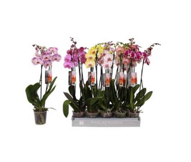 PHALAENOPSIS 2BR VARIE 18FL+