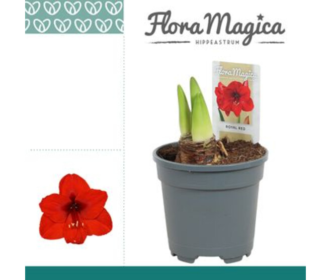 AMARYLLIS 2TIGES ROUGE