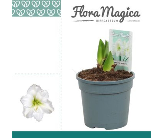 AMARYLLIS 2TIGES BLANC