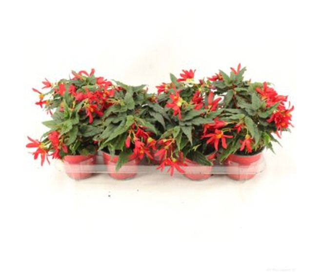 BEGONIA BOLIVIA ROUGE - Horticash - ref 651869