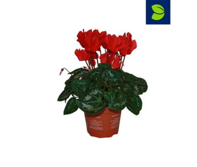 CYCLAMEN ALLURE ROUGE