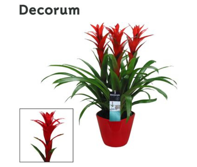 BROMELIACEE ROUGE X3 CERAM