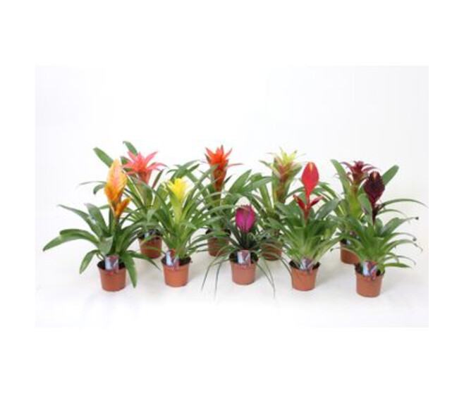 BROMELIACEE VARIEE