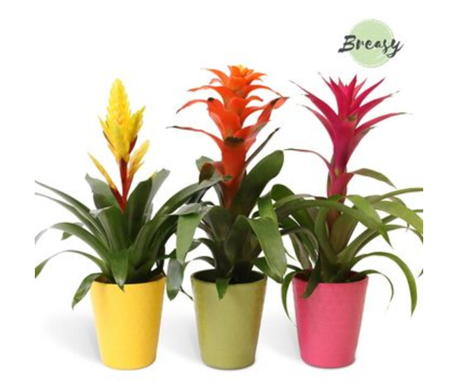 BROMELIACEE VARIEE CERAM