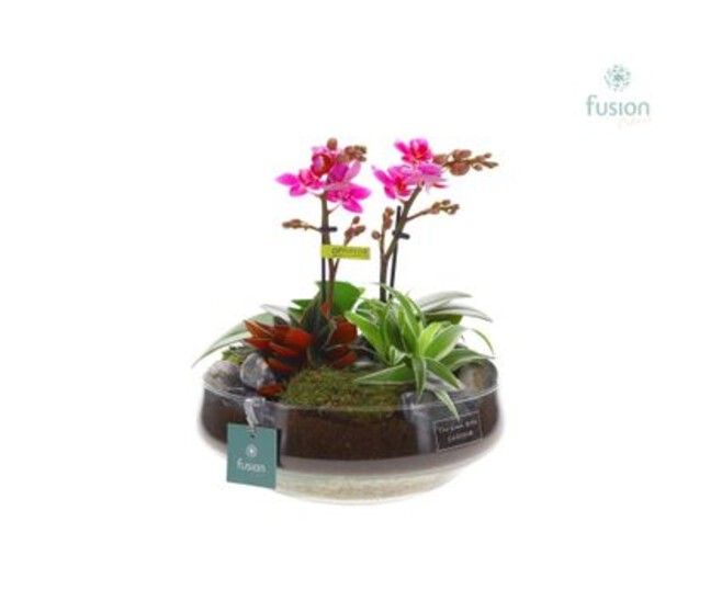 COMPO PHALAENOPSIS 2BR COUPE VERRE