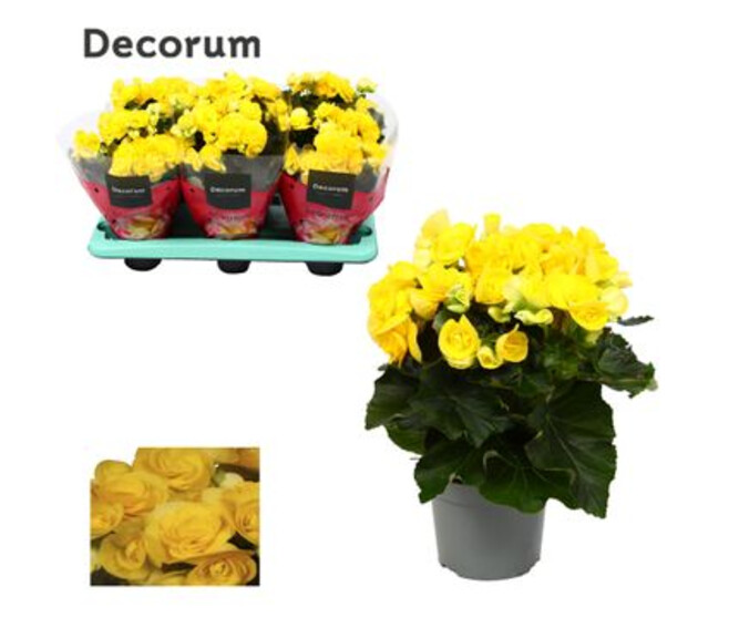 BEGONIA MYSTIC JAUNE