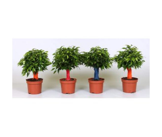 FICUS GREEN KINKY TIGE JUTE