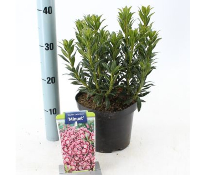 KALMIA LATIFOLIA