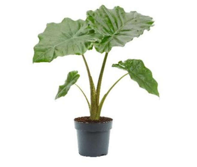 ALOCASIA PORTODORA