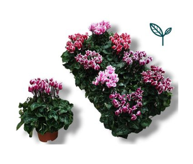 CYCLAMEN FANTASIA