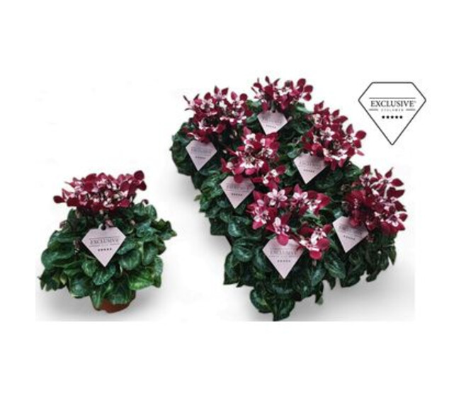 CYCLAMEN SUPER SERIE DJIX ROUGE