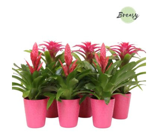 BROMELIACEE ROSE CERAM