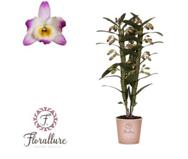 DENDROBIUM 2BR NOBILE BRIGHT EYES