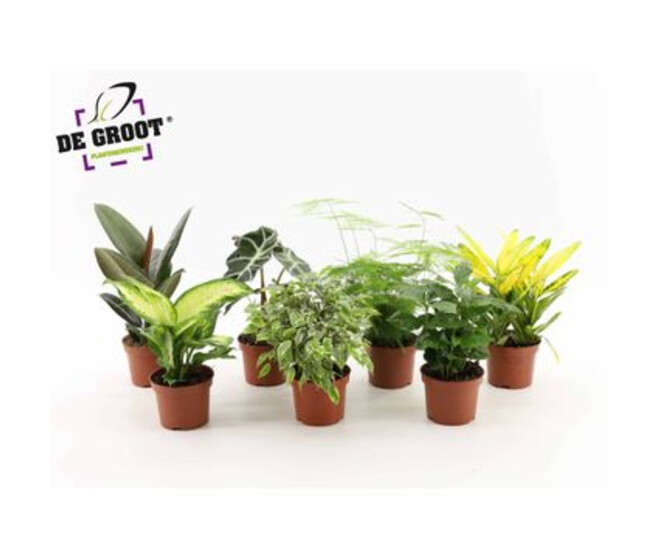 PLANTES VERTES VARIEES