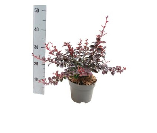 BERBERIS DARTS RED LADY