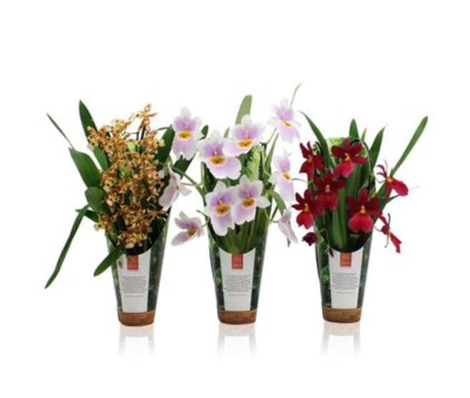 ORCHIDEE 2BR VARIEES