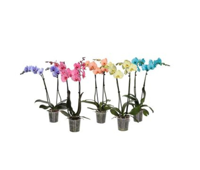 PHALAENOPSIS 3BR TEINTE