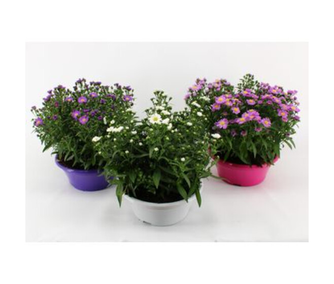 ASTER COUPE P COLORE