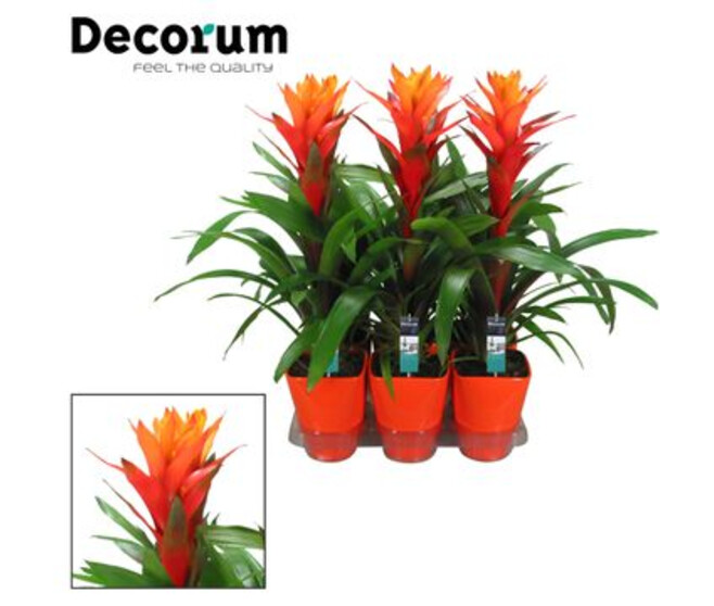 GUZMANIA ORANGE CERAM