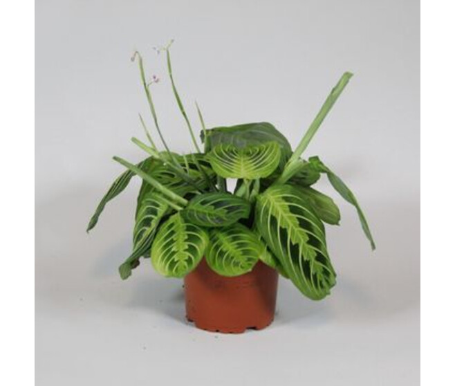 MARANTA FASCINATOR LEMON LIME