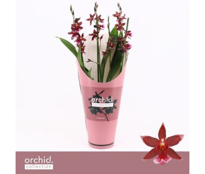 ORCHIDEE BURRAGEARA 3/4BR BARROCCO RED