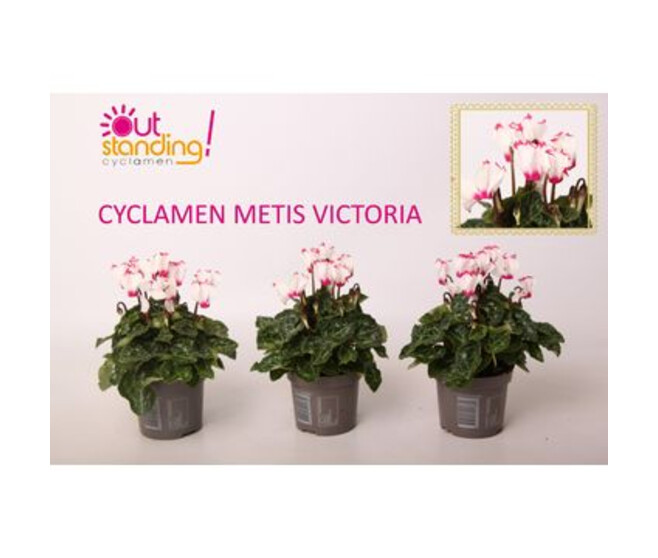 CYCLAMEN METIS VICTORIA