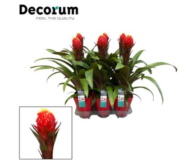 GUZMANIA PUNTA CERAM