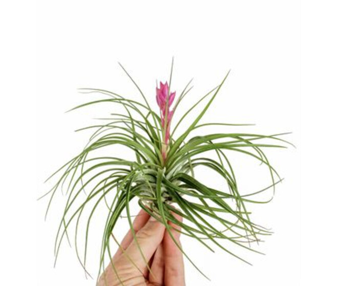 TILLANDSIA