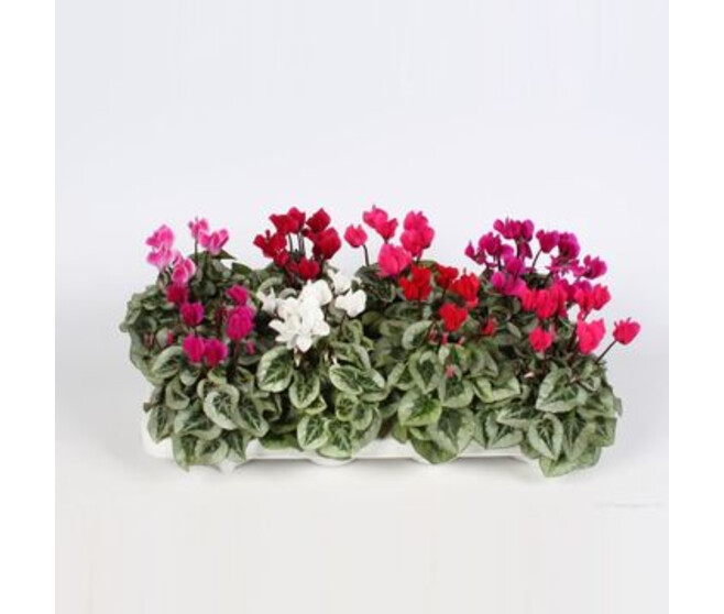 CYCLAMEN SUPER SERIE VARIE