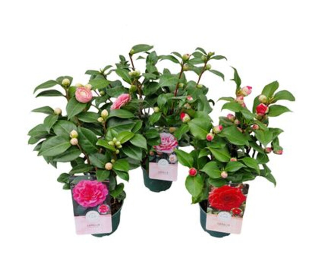 CAMELLIA JAPONICA VARIE