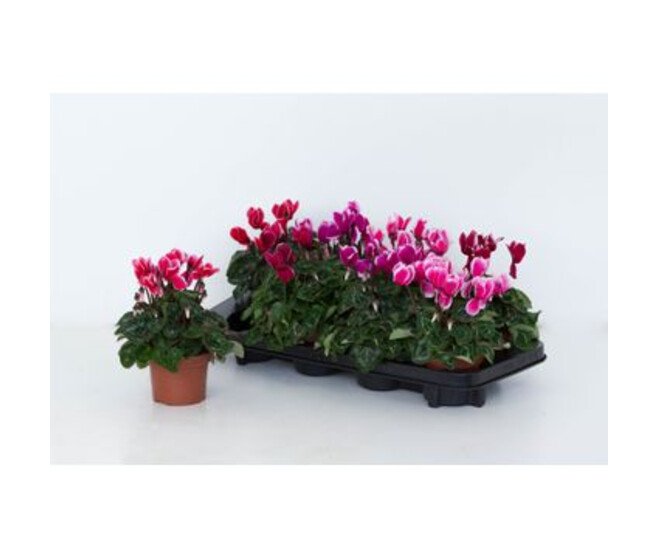 CYCLAMEN ALLURE FUJI