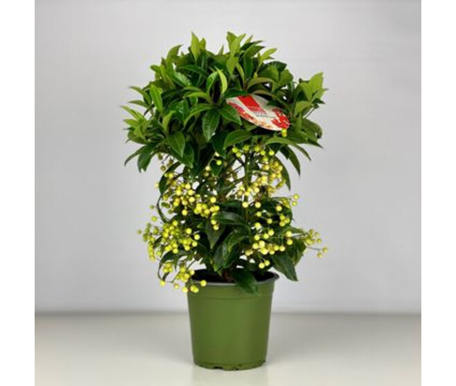 ARDISIA CRENATA BLANC