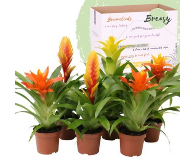 BROMELIACEE VARIES