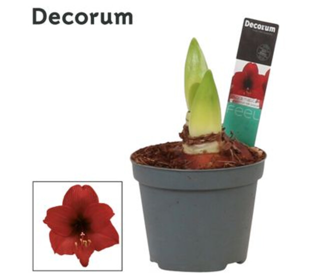 AMARYLLIS 2TIGES ROUGE