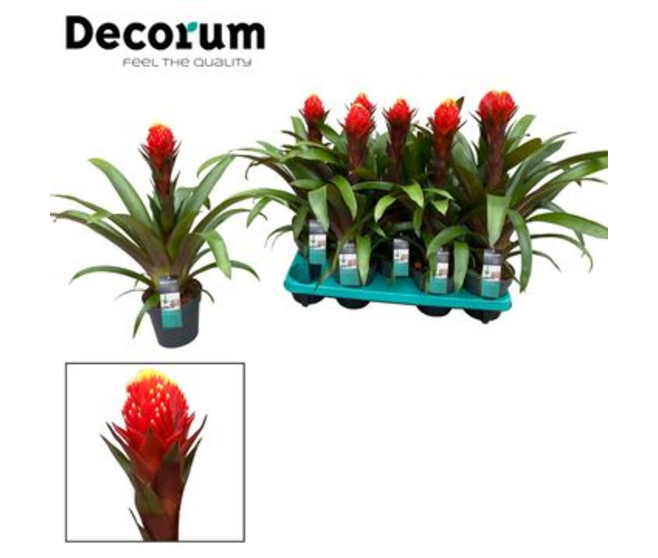 GUZMANIA ROUGE PUNTA