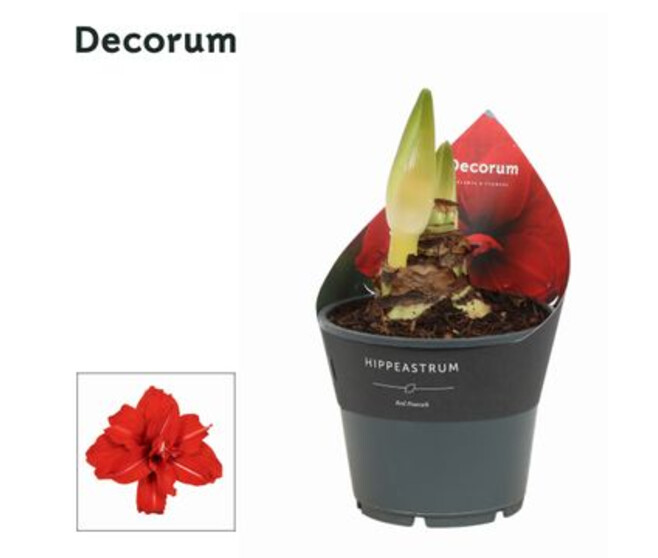 AMARYLLIS 2TIGES FL DBLE ROUGE