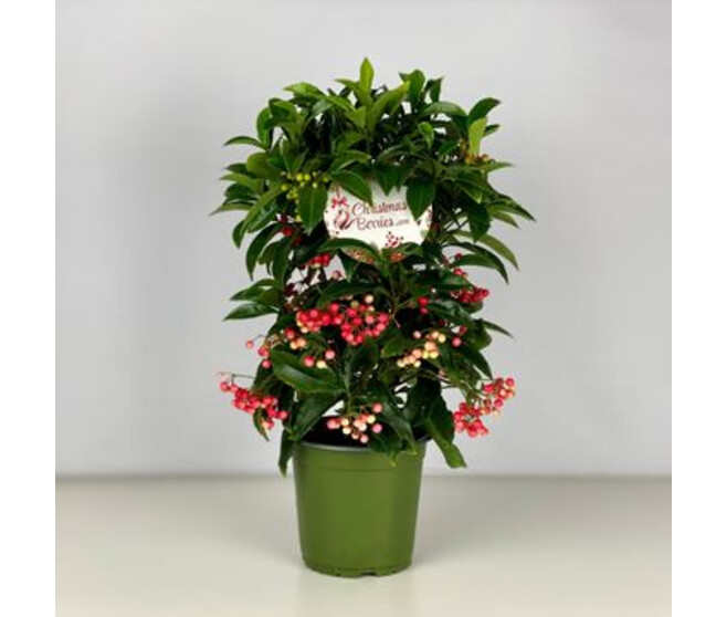 ARDISIA CRENATA