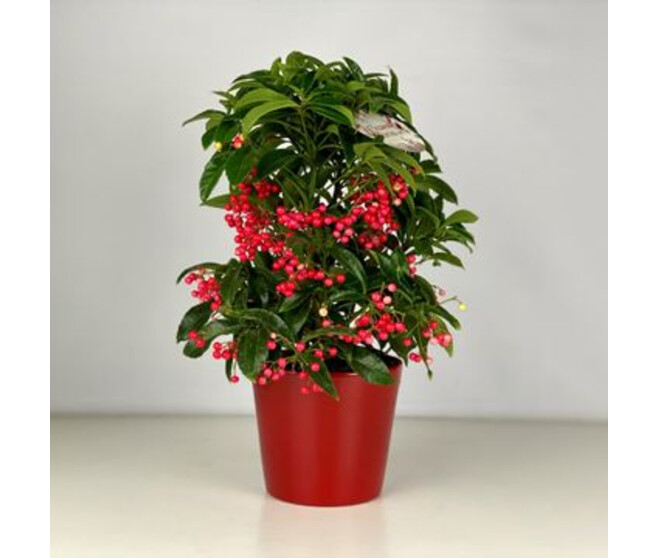 ARDISIA CRENATA CERAM