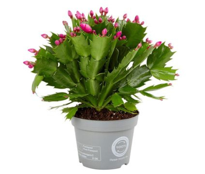 SCHLUMBERGERA VARIE